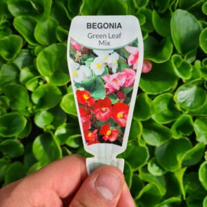 Begonia Green